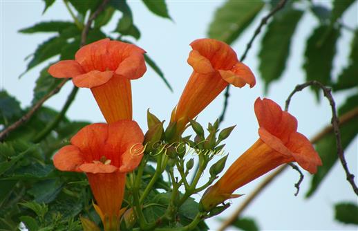  Flowering shoot